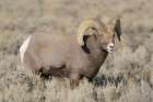 Rocky Mountain bighorn ram in rut. Rio Grande Gorge, New Mexico, USA. Art Print